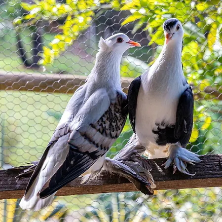 Quinta Da Gala * アロウカ