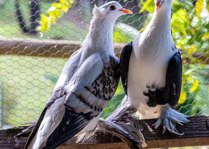 Quinta Da Gala * ארוקה